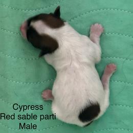 Boy 1 - male Havanese puppy in Lawrenceville, Georgia from Alchemy Havanese