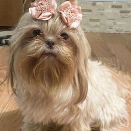 Shih Tzu All Grown Up from Precious Pup ShihTzu