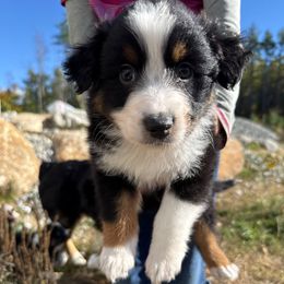 Camp - Black tri-color male Australian Shepherd puppy in New Boston, New Hampshire from Painted Pup Australian Shepherds