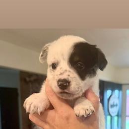 6- Tyler - Black & white male Miniature Australian Shepherd puppy in Chilton, Wisconsin from Pointless Acres