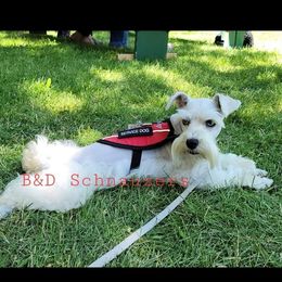 Harley - Miniature Schnauzer