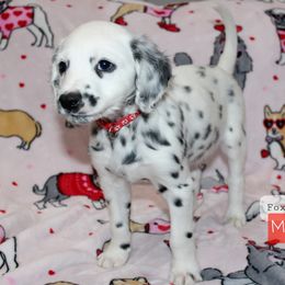 Marshall - White and black Dalmatian puppy in Lavon, Texas from Fox and Spots