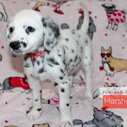 Marshall - White and black Dalmatian puppy in Lavon, Texas from Fox and Spots