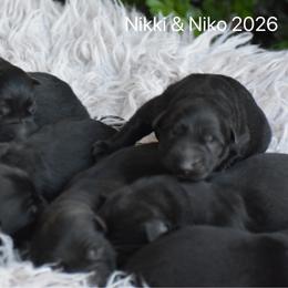 Girl 2 - Black female German Shepherd puppy in Mariana, Florida from Haus M Godwin