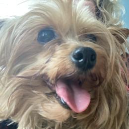 BUTTERCUP - Yorkshire Terrier