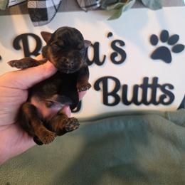 Oliver - Black and gold male Yorkshire Terrier puppy in Clermont, Florida from Bella's Prissy Butts