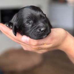 Cockapoo Puppies from Chesley Hill Cockapoos