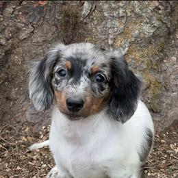 Dachshund Puppies from Dueck Dachshunds