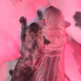 Great Dane puppies from Red Cloud Australian Shepherds and DeGray Great Danes & Bulldogs