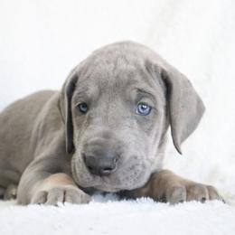 Honey - Blue female Great Dane puppy in Edinburg, Texas from Chestnut Great Danes