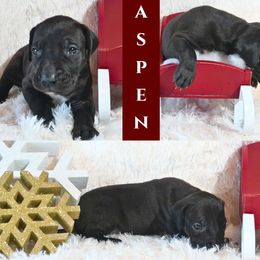 Great Dane Puppies from Pilot Danes