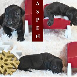 Great Dane Puppies from Pilot Danes