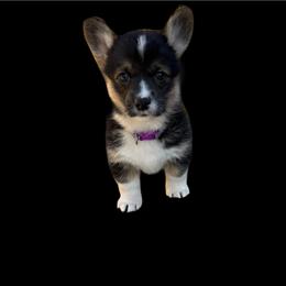 Jasmine - Black and tan female Pembroke Welsh Corgi puppy in Saint Johns, Florida from Colebrooke Farm