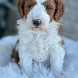 Sundae - Red  female Goldendoodle puppy in Fleming, Colorado from Vandenbark Doodles