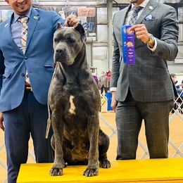 Josey - Cane Corso