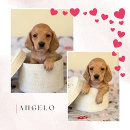 Angelo - Cream male Dachshund puppy in Saint Paul, Minnesota from Vibrant Eyes Doxies