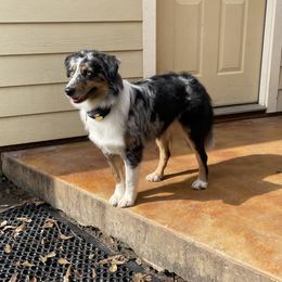 Australian Shepherd and Miniature Australian Shepherd Puppies from Integrity Aussies Tx