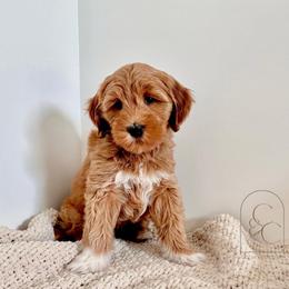 Sky - Red  female Goldendoodle puppy in Madisonville, Kentucky from Carlie and Co. Goldendoodles