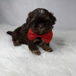 Jordan - Chocolate and tan male Shih Tzu puppy in Columbia, Kentucky from Lisa Bandy Luxe Shih Tzu