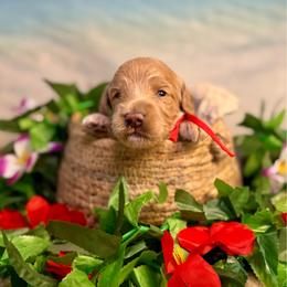 Lobster - Apricot female Goldendoodle puppy in Haltom City, Texas from Ohana Doodles