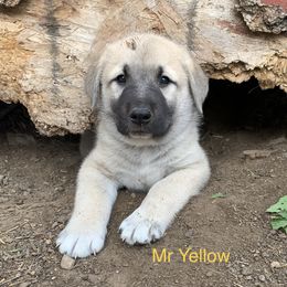 Mr Yellow - Anatolian Shepherd Dog puppy in Michigan from T&S Anatolians
