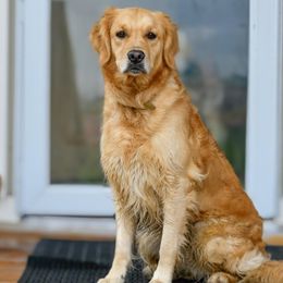 Skye - Golden Retriever