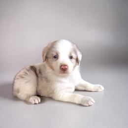 Beckham Leibowitz - Red merle male Australian Shepherd puppy in Statesville, North Carolina from Charming Australian Shepherds