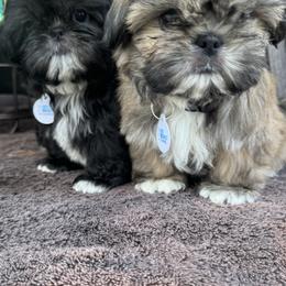 Shih Tzu Puppies from ShihTzuki Pups
