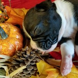 Boxer Puppies from Winchester Boxers