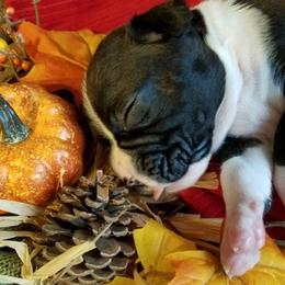 Boxer Puppies from Winchester Boxers
