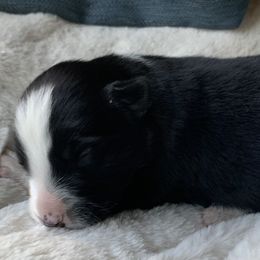Border Collie Puppies from Best Friend Borders