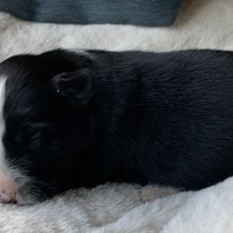 Border Collie Puppies from Best Friend Borders