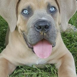 Cane Corso Puppies from Motorhead Cane Corso