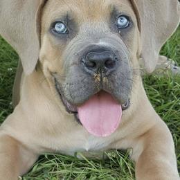 Cane Corso Puppies from Motorhead Cane Corso