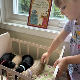 Australian Labradoodle puppies from Storybook Labradoodles
