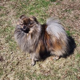 Wicket - Pomeranian
