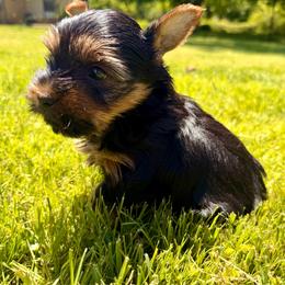 Orange collar - Black and tan female Yorkshire Terrier puppy in Dallas, North Carolina from Yorkie Fever
