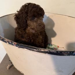 Probably - Brown male Poodle puppy in Florence County, South Carolina from Modern Family Standards