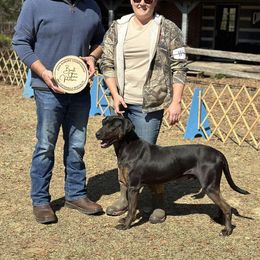 Woodpile - Catahoula Leopard Dog