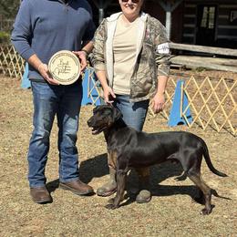 Woodpile - Catahoula Leopard Dog