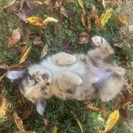 Miniature Australian Shepherd Puppies from Lil’ Bit Farms