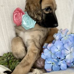 Girl 1 - Afghan Hound puppy in Wamego, Kansas from Swanah