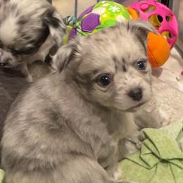 Big Mack - Blue merle male Chihuahua puppy in Brooklyn, Connecticut from Ladybug Chihuahuas