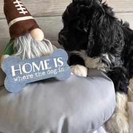 Bernedoodle, Cockapoo, and Goldendoodle Puppies from Avery Doodle Day LLC