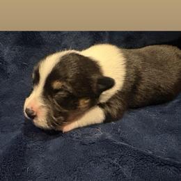 Girl 1 - Black and tan female Pembroke Welsh Corgi puppy in Vilonia, Arkansas from Kelsie Prieskorn