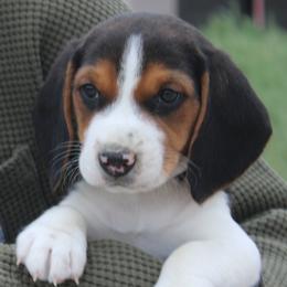 Beagle puppies from Badland Kennel