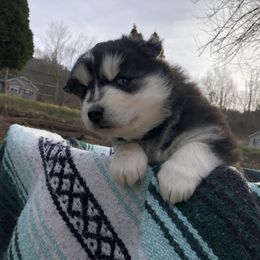 Pomsky and Siberian Husky Puppies from Cold Mountain Kennel