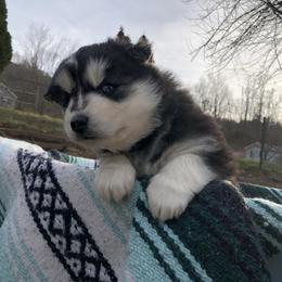 Pomsky and Siberian Husky Puppies from Cold Mountain Kennel