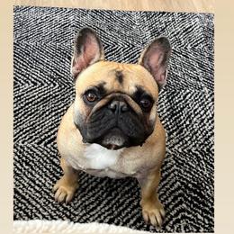 Maze - French Bulldog