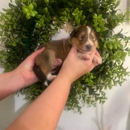 Susie Carmichael - Sable female Collie puppy in Chilhowie, Virginia from Jolly Collies